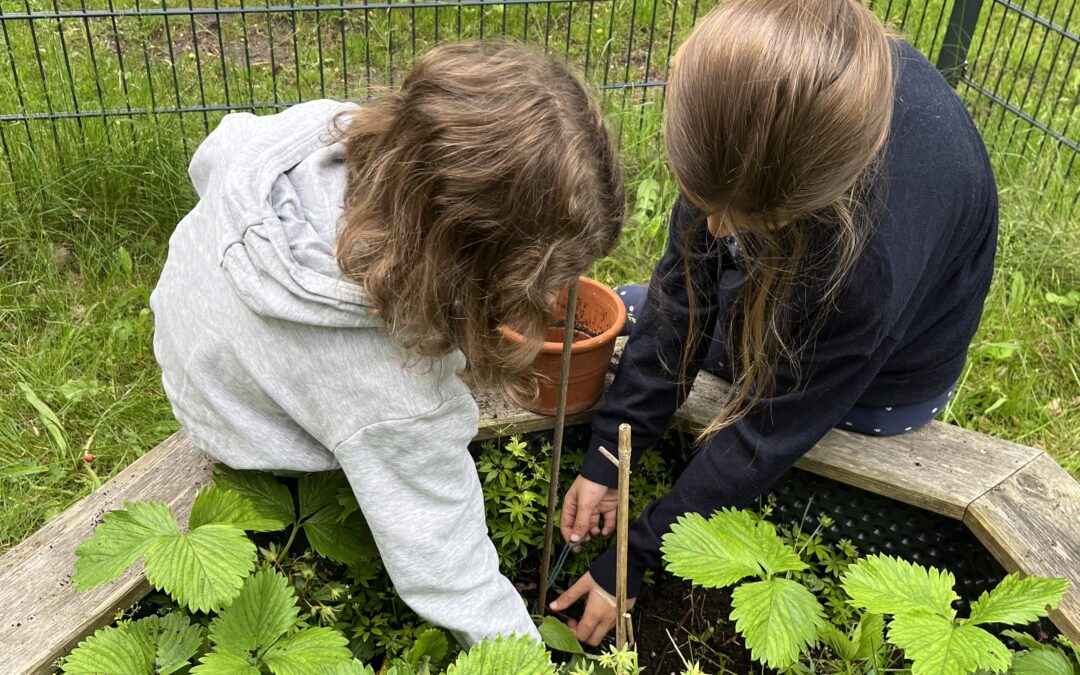 Neue Ausstattung für den Schulgarten // 16.06.2025
